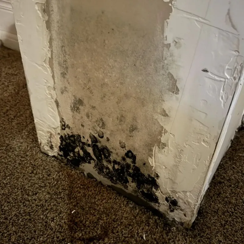 Professional Mold Removal in Nicholson, GA